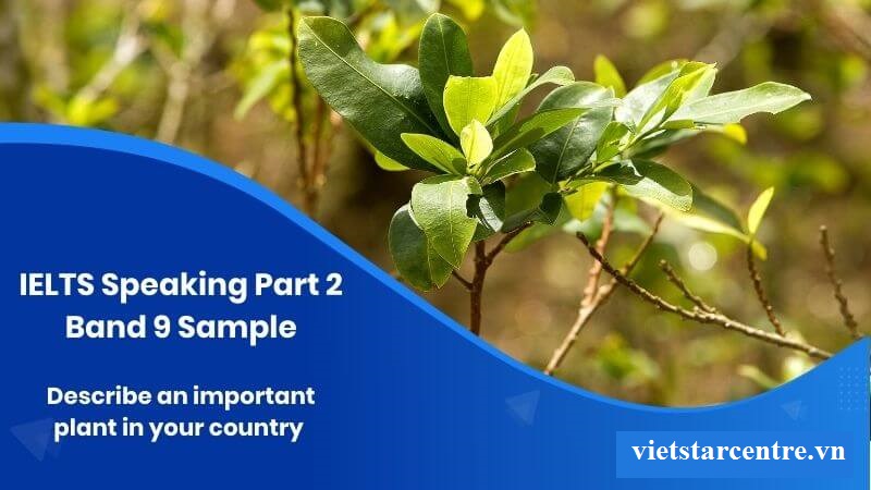 Band 9 IELTS Speaking: Describe an important plant in your country